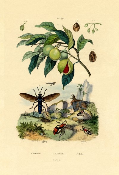 Nutmeg by French School